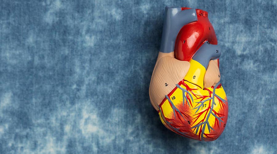 The Role of Genetics in Cardiovascular Health